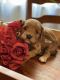 Cavapoo Puppies for sale in Santa Ynez, CA 93460, USA. price: NA
