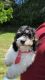 Cavapoo Puppies for sale in Hampton, VA 23661, USA. price: NA