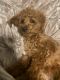 Cavapoo Puppies for sale in Raleigh, NC, USA. price: $2,300
