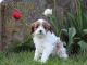 Cavapoo Puppies for sale in Millersburg, OH 44654, USA. price: $1,000