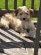 Cavapoo Puppies for sale in Madison, WI, USA. price: $1,800