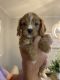 Cavapoo Puppies for sale in St Amant, LA 70774, USA. price: $2,500