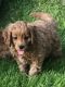 Cavapoo Puppies for sale in Millersburg, OH 44654, USA. price: $800