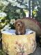 Cavapoo Puppies for sale in 19941 Kentville Rd, Tiskilwa, IL 61368, USA. price: $2,000