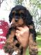 Cavapoo Puppies for sale in Millersburg, OH 44654, USA. price: NA