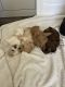 Cavapoo Puppies for sale in Lancaster, PA, USA. price: $1,900