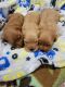Cavapoo Puppies for sale in Meridian, ID, USA. price: NA