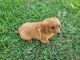 Cavapoo Puppies for sale in Universal City, TX, USA. price: $600