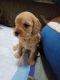 Cavapoo Puppies for sale in Meridian, ID, USA. price: $1,800