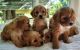 Cavapoo Puppies for sale in Newaygo, MI 49337, USA. price: NA