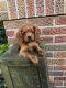 Cavapoo Puppies for sale in 19941 Kentville Rd, Tiskilwa, IL 61368, USA. price: $2,000