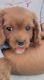 Cavapoo Puppies for sale in Peoria, AZ, USA. price: $2,500