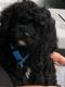 Cavapoo Puppies for sale in Grove City, OH, USA. price: $550