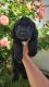 Cavapoo Puppies for sale in Woods Cross, UT 84087, USA. price: $1,500