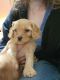 Cavapoo Puppies for sale in Meridian, ID, USA. price: $1,500