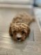Cavapoo Puppies for sale in Austin, TX 78748, USA. price: NA