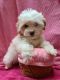 Cavapoo Puppies for sale in Alliance, NE 69301, USA. price: $850