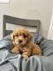 Cavapoo Puppies for sale in Washington, IN 47501, USA. price: $900