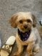 Cavapoo Puppies for sale in Hockley, TX 77447, USA. price: NA