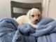 Cavapoo Puppies for sale in Washington, IN 47501, USA. price: $850