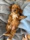 Cavapoo Puppies for sale in Washington, IN 47501, USA. price: $2,500