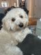 Cavapoo Puppies for sale in Warwick, NY 10990, USA. price: NA