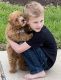 Cavapoo Puppies for sale in Hockley, TX 77447, USA. price: $2,000