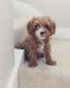 Cavapoo Puppies for sale in Denver, CO, USA. price: $900