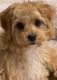 Cavapoo Puppies for sale in Sherman Oaks, Los Angeles, CA, USA. price: NA