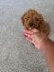 Cavapoo Puppies for sale in Northern Virginia, VA, USA. price: NA