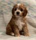 Cavapoo Puppies for sale in Queens, NY, USA. price: $2,300