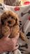 Cavapoo Puppies for sale in Golden Valley, AZ 86413, USA. price: NA