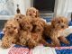 Cavapoo Puppies for sale in California City, CA, USA. price: NA