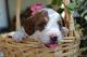 Cavapoo Puppies for sale in Brashear, TX, USA. price: NA