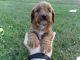 Cavapoo Puppies for sale in Lima, OH, USA. price: $700