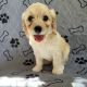 Cavapoo Puppies for sale in Poyen, AR 72128, USA. price: $1,500