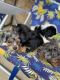 Cavapoo Puppies for sale in Adelphi, MD 20783, USA. price: NA