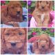 Cavapoo Puppies for sale in Withee, WI 54498, USA. price: $1,000
