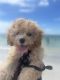 Cavapoo Puppies for sale in Auburndale, FL, USA. price: $6,500