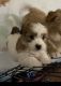 Cavapoo Puppies for sale in Piscataway, NJ 08854, USA. price: NA