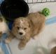 Cavapoo Puppies for sale in Piscataway, NJ 08854, USA. price: $2,500