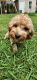 Cavapoo Puppies for sale in Hampton, VA 23661, USA. price: NA