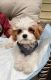 Cavapoo Puppies for sale in New Berlin, WI, USA. price: $950