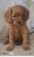 Cavapoo Puppies for sale in Lanham, MD 20706, USA. price: $900
