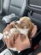Cavapoo Puppies for sale in Lawrenceville, GA, USA. price: NA