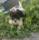 Cavapoo Puppies for sale in Waterford, CT, USA. price: $1,100