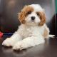 Cavapoo Puppies for sale in San Antonio, TX, USA. price: NA