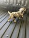 Cavapoo Puppies for sale in Adelphi, MD 20783, USA. price: $1,500