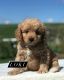 Cavapoo Puppies for sale in Lehi, UT, USA. price: $1,200