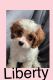 Cavapoo Puppies for sale in Clewiston, FL 33440, USA. price: $3,400